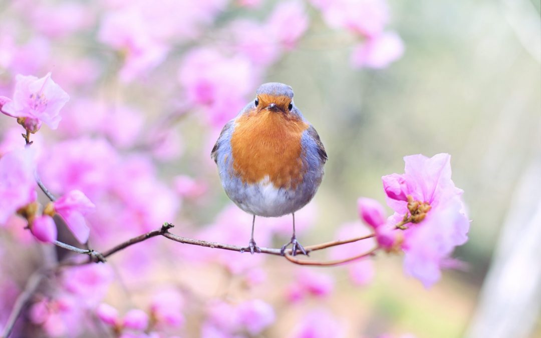 5 Actividades seguras al Aire Libre durante Primavera